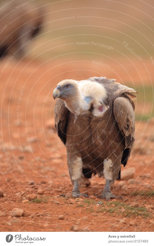 Griffon Vulture (Gyps fulvus) released Bird Animal Beak Nature Eagle Wild Gamefowl Scavenger Feather raptor Land-based carnivore Prater Pretoria Bird of prey