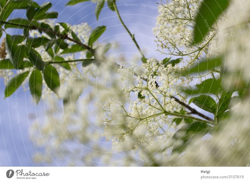 it smells like... || Elderberry blossoms elder elderberry blossoms Blossom shrub Nature Plant Exterior shot Colour photo Deserted Environment Close-up Natural