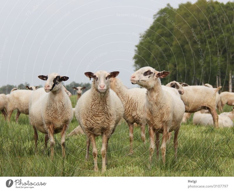three sheep of a flock of sheep look curiously into the camera Environment Nature Landscape Plant Animal Summer Tree Grass Meadow Bog Marsh Farm animal Sheep