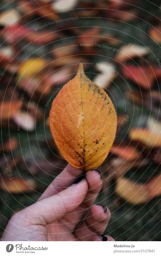 Autumn leaves on a cloudy day Leaf Autumnal colours Hand holding Orange Cold texture Natural Nature fall