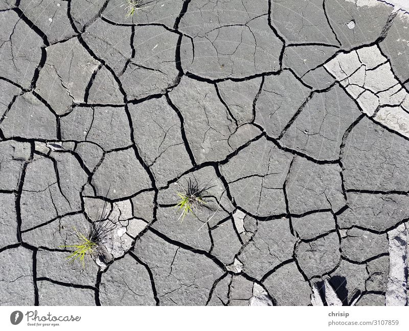 Cracks in the earth Environment Nature Plant Earth Warmth Drought Grass Foliage plant Dirty Dry Climate Survive Growth Change Colour photo Exterior shot Pattern