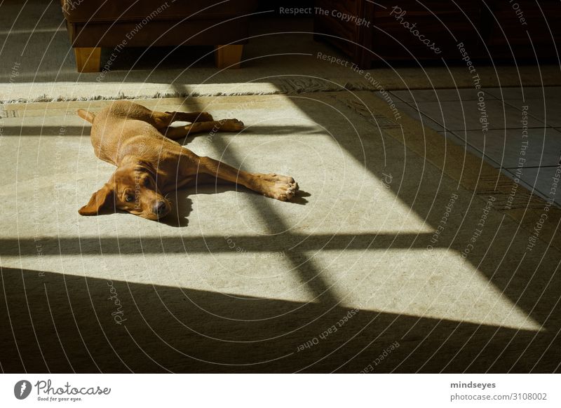 Labrador between light and shadow Flat (apartment) Living room Carpet Animal Pet Dog 1 Observe Relaxation Sleep Friendliness Warm-heartedness Serene Calm