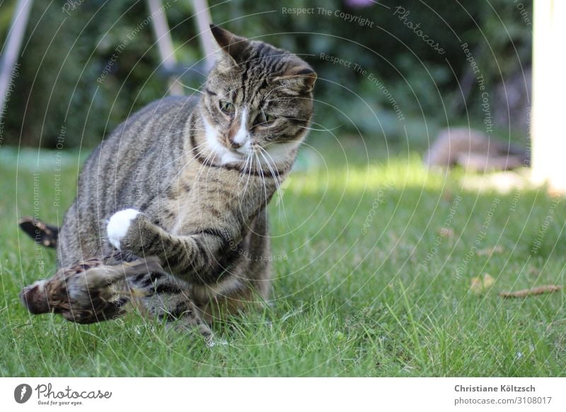 Fly bird fly Nature Summer Grass Garden Meadow Pet Cat Bird Paw 2 Animal Observe Discover Hunting Looking Success Appetite Colour photo Exterior shot Day