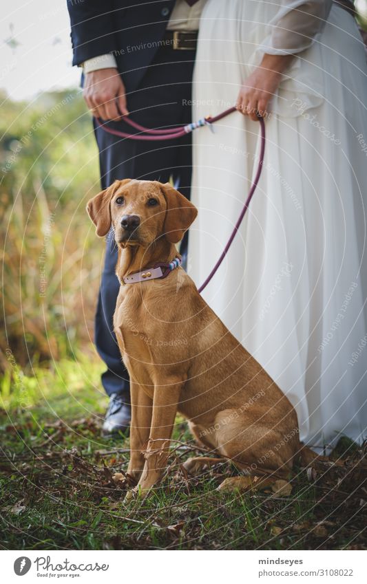 Dog with bridal couple Wedding Couple 2 Human being 30 - 45 years Adults Nature Meadow Wedding dress Suit Pet Labrador Feasts & Celebrations Love Happy Natural