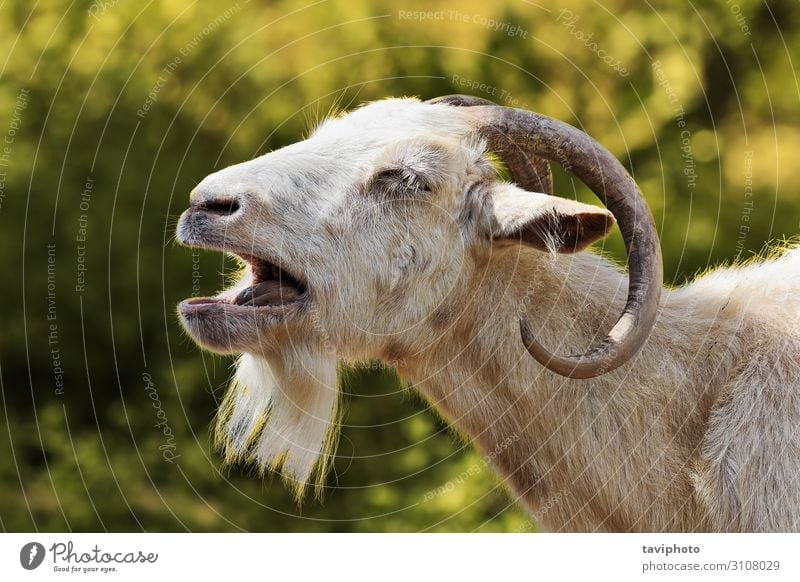aggressive white billy goat Face Man Adults Nature Landscape Animal Fur coat Beard Aggression Long Cute Wild Anger Brown White Competition conflict power Sheep