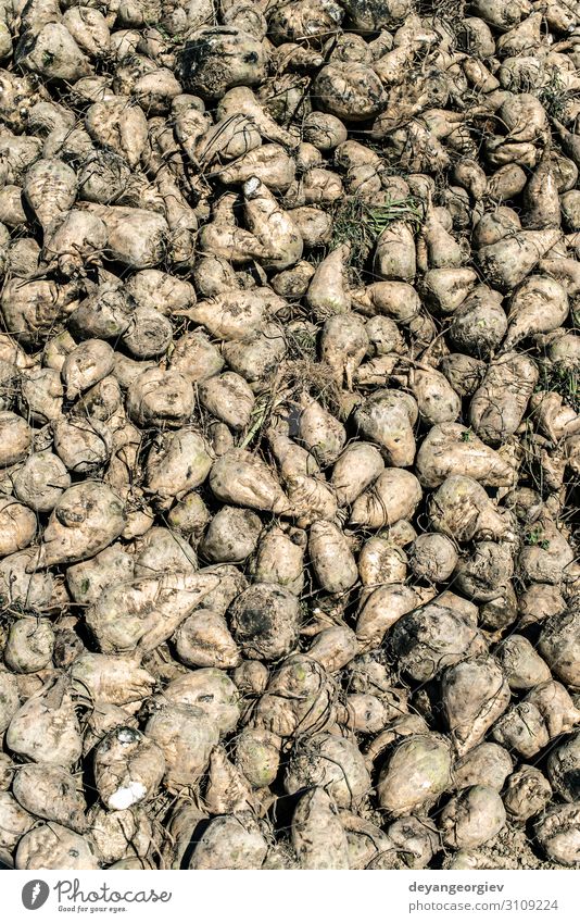 Heap sugar beet in farm. Vegetable Nutrition Industry Landscape Earth Growth Sugar beet Accumulation Red beet agriculture Root Harvest yield beets field Rural