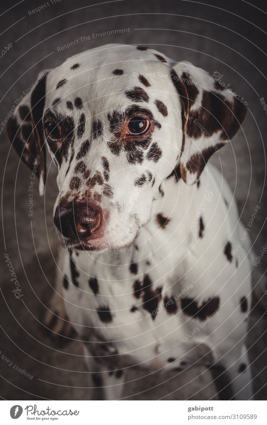 Young Dalmatian practices doggy eyes Dog Pet Colour photo Animal Cute Deserted Love of animals Animal face Interior shot Animal portrait Shallow depth of field