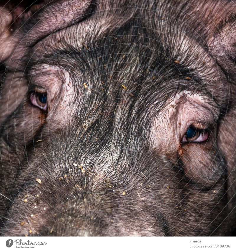 lucky pig Livestock breeding Agriculture Forestry Animal Farm animal Animal face Swine 1 Looking Near Sustainability Intensive stock rearing Colour photo Detail