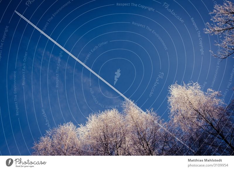 Condensation trails in the blue sky with snow-covered trees Environment Nature Sky Cloudless sky Winter Climate Climate change Snow Transport Means of transport