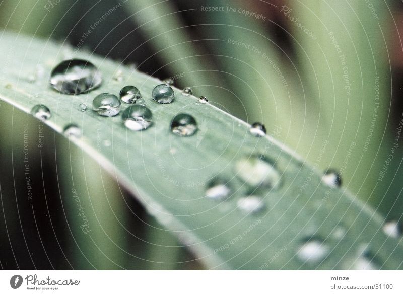 morning dew Dew Drops of water Green Leaf Glittering Plant Maturing time Growth