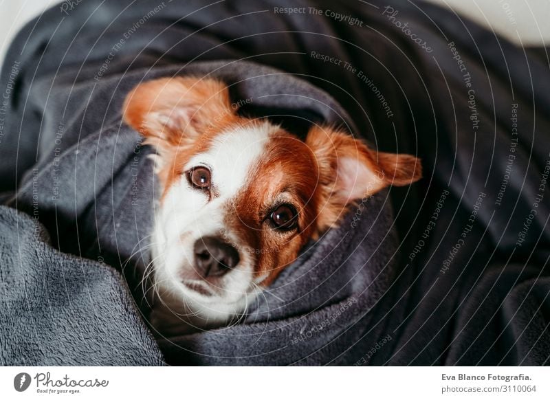 cute small jack russell lying on bed covered with grey blanket Lifestyle Happy Beautiful Face Winter House (Residential Structure) Animal Autumn Pet Dog Sleep