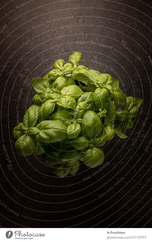 basil Food Herbs and spices Organic produce Vegetarian diet Italian Food Healthy Eating Plant Pot plant Select To enjoy Dark Fresh Green Basil Basil leaf Spicy