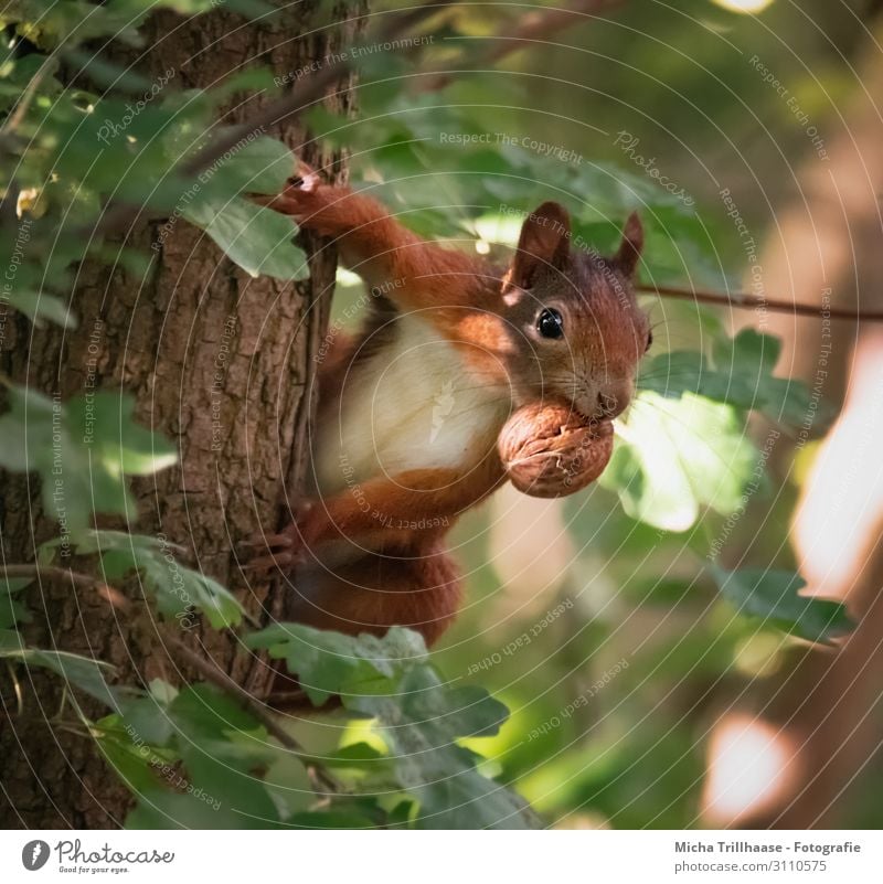 Attentive squirrel with nut in mouth Nature Animal Sun Sunlight Beautiful weather Tree Leaf Tree trunk Forest Wild animal Animal face Pelt Claw Paw Squirrel