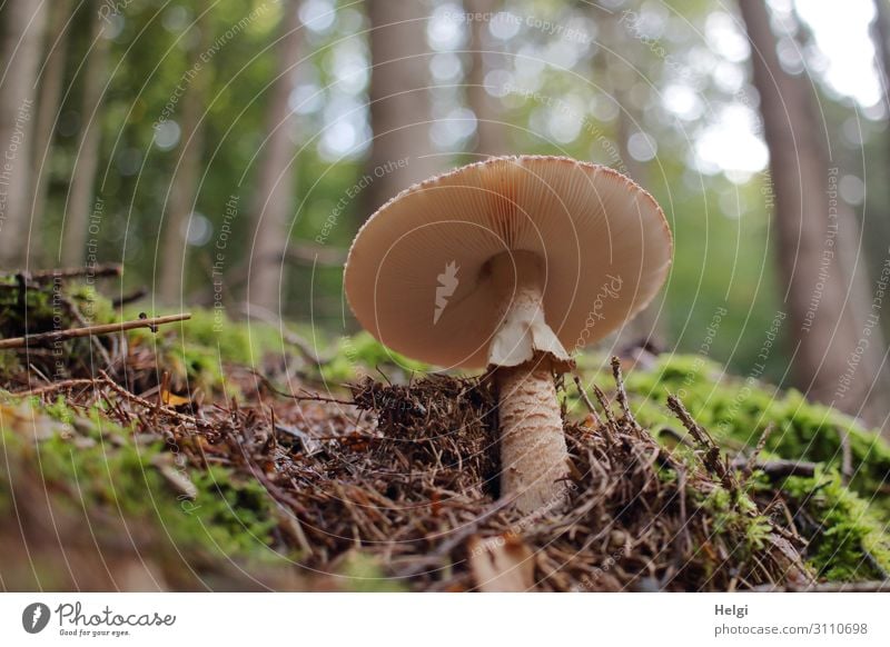 Parasol mushroom on the forest floor from frog's perspective, in the background trees with bokeh Environment Nature Landscape Plant Autumn Beautiful weather