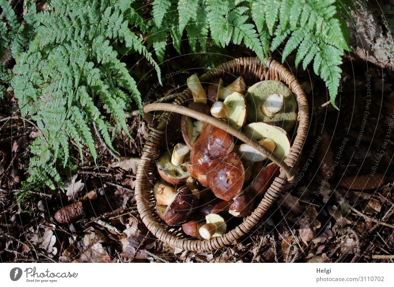 Wicker basket with many harvested mushrooms stands under fern leaves on the forest floor Environment Nature Plant Autumn Beautiful weather Fern Forest