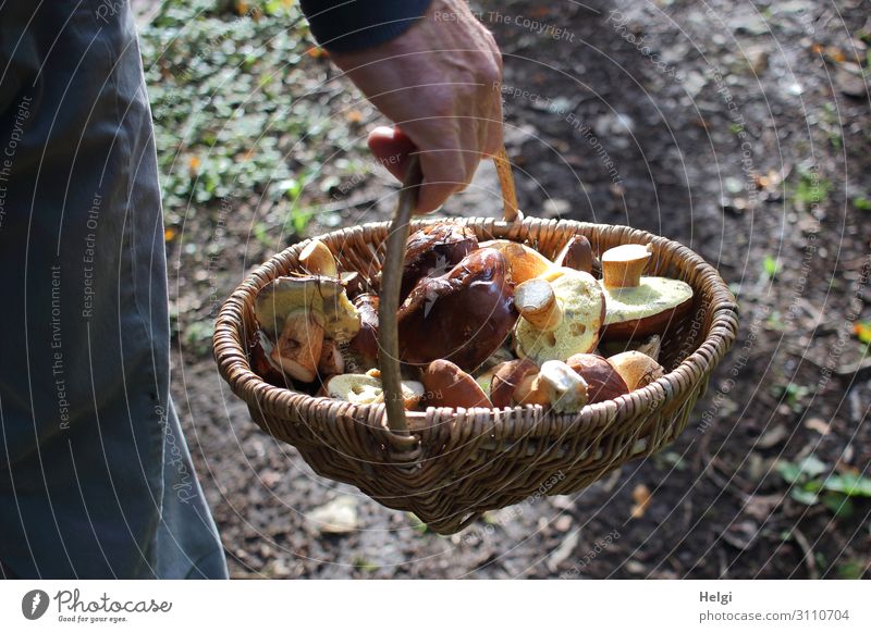 Male hand carrying a wicker basket with freshly harvested wild mushrooms Hand Environment Nature Autumn Forest Basket Wicker basket To hold on Authentic