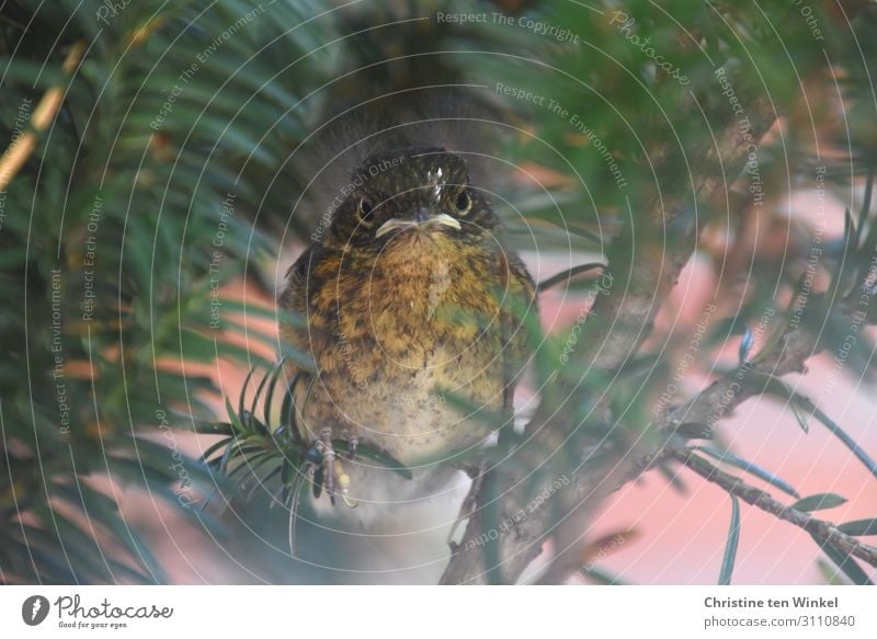 young robin sits in a yew tree and looks into the camera Animal Summer Plant Tree Yew Wild animal Bird Robin redbreast 1 Baby animal Looking Sit Exceptional