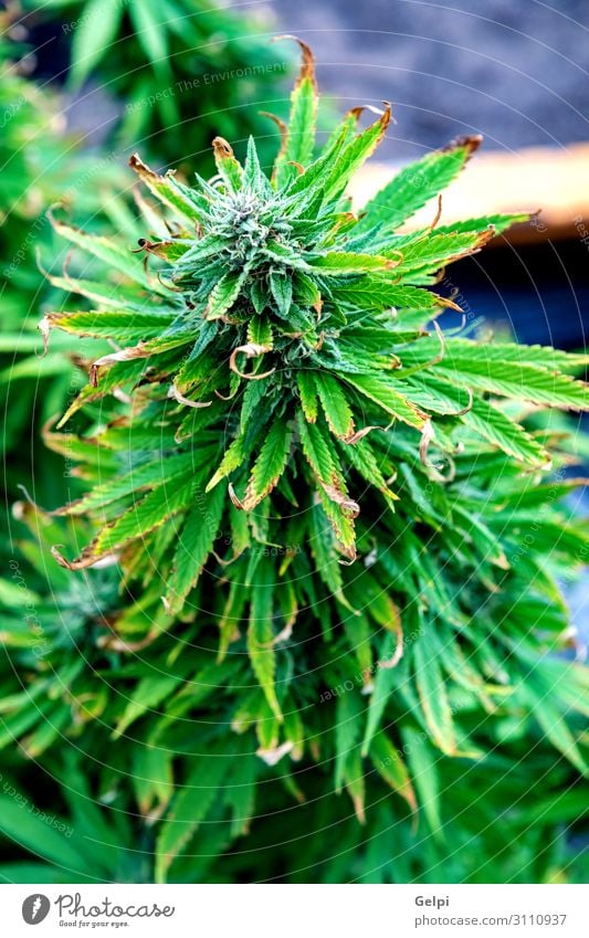 Medical Cannabis crop almost ready for harvesting Medication Relaxation Plant Growth Pain medically Dependence health medicine irrigated Crops Preventative