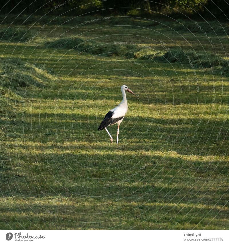 White stork with one leg tightened walking in a green grassland Environment Nature Landscape Animal Wild animal Beak Wing Animal foot Eyes Stork Bird