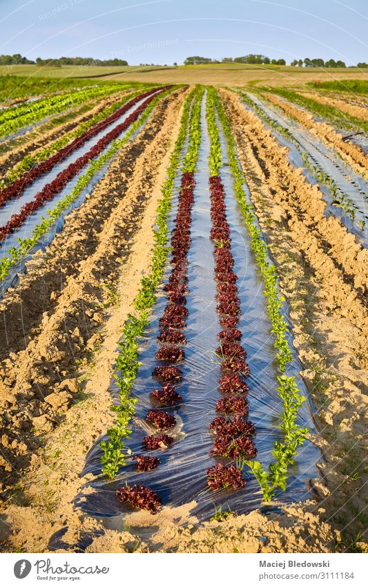 Organic farm field with patches covered with plastic mulch. Vegetable Lettuce Salad Gardening Agriculture Forestry Landscape Plant Earth Field Plastic Growth
