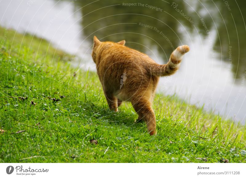 I'll sneak my way... Meadow Lakeside River bank Animal Pet Cat 1 Going Hunting Beautiful Green Orange Serene Creep Calm Lanes & trails Elegant Graceful