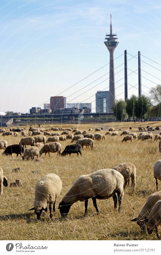 Climate change: Sheep on a dry meadow in Düsseldorf Cloudless sky Weather Beautiful weather Meadow Duesseldorf Town Downtown Farm animal Flock Herd To feed Blue