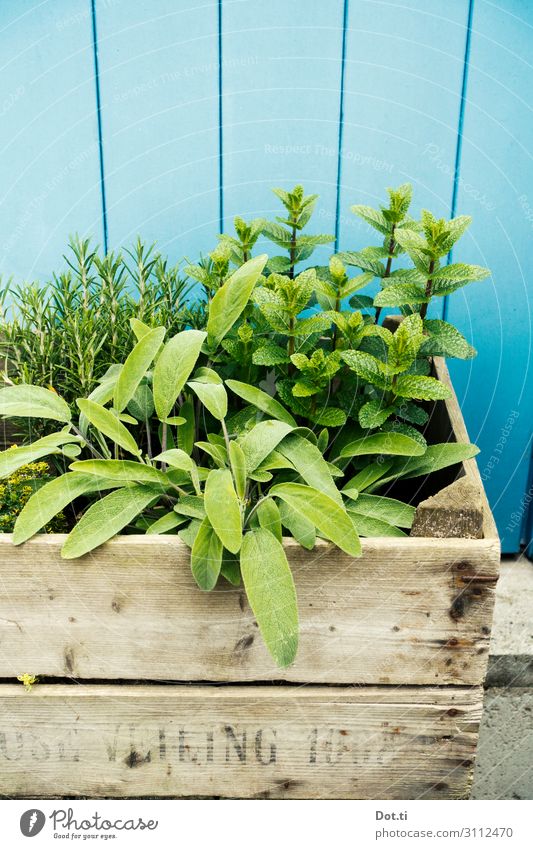 herb box Food Herbs and spices Plant Agricultural crop Fresh Healthy Blue Green Mint Sage Wooden box wine box Nutrition Organic produce Delicious Rosemary