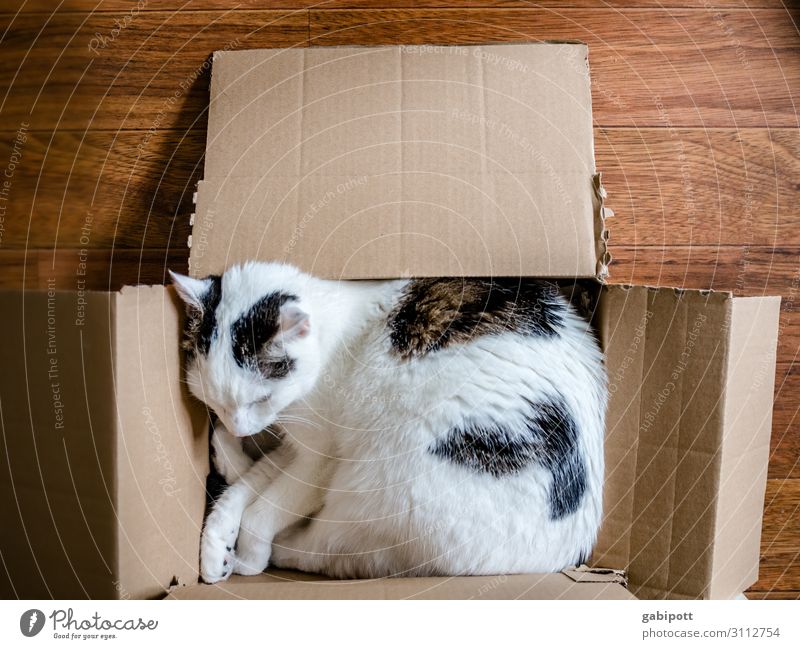 box sleeper Animal Pet Cat 1 Sleep Cuddly Relaxation Cozy Crate Cardboard Characteristic Colour photo Subdued colour Interior shot Close-up Deserted
