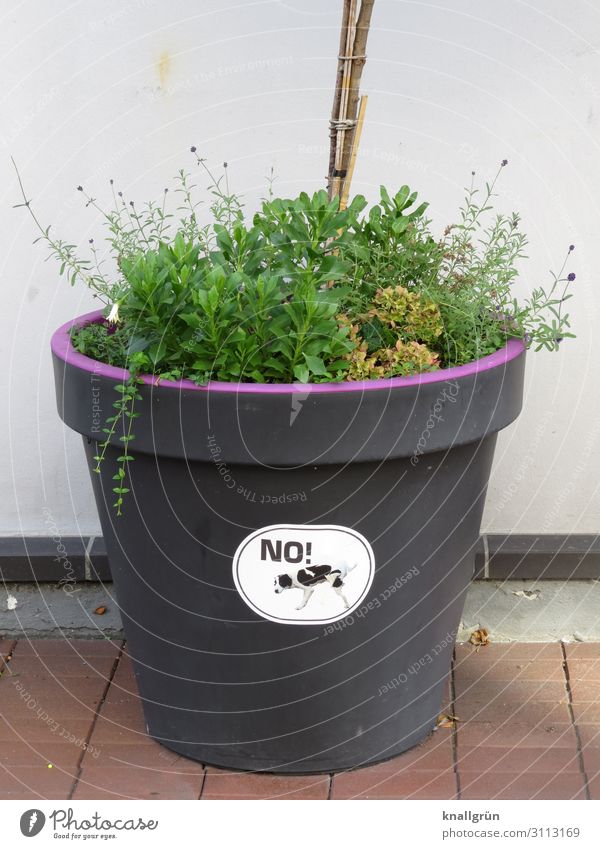 NO! Plant Foliage plant Ground cover plant high trunk Wall (barrier) Wall (building) flower tub Flowerpot Label Characters Signage Warning sign Communicate