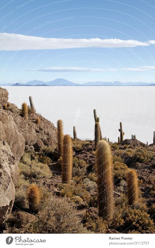 A rock island with cacti in the salt desert Uyuni in Bolivia Sand Sky Hill Mountain Desert Salt flats Salar de Uyuni South America Blue White Freedom Horizon