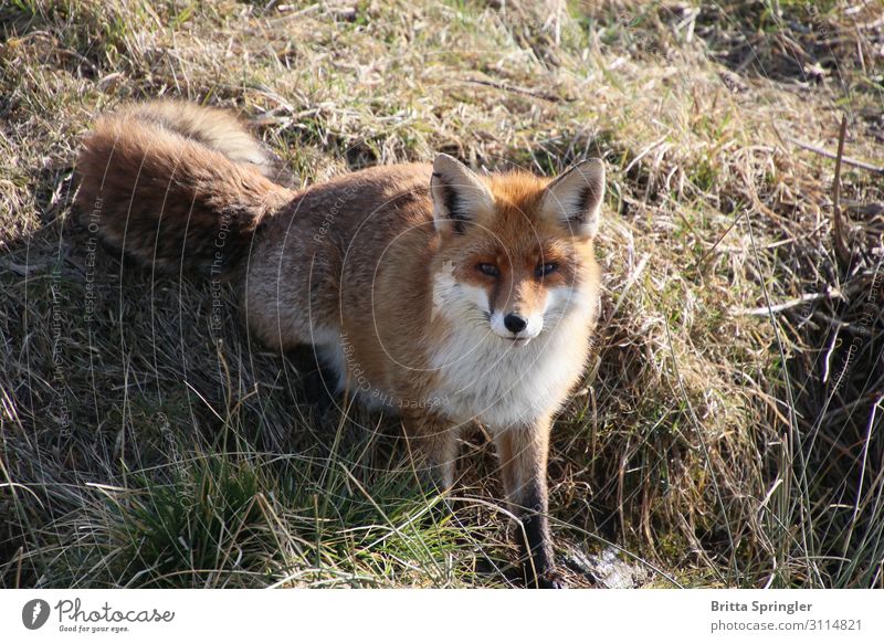 fox, nature, habitat Meat Harmonious Contentment Education Advertising Industry Nature Animal Pelt Wild animal Fox 1 Touch Exceptional Smart Brown Trust