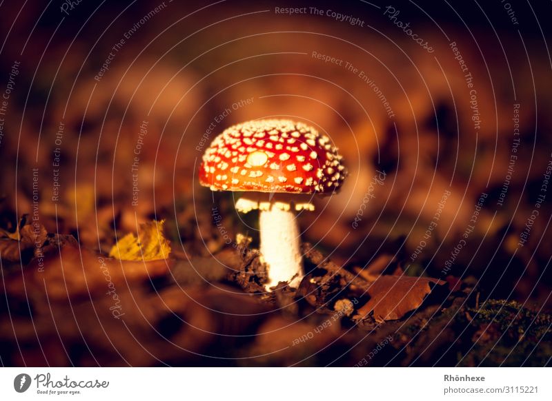 A little man stands in the forest Nature Landscape Plant Earth Autumn Mushroom Forest Brown Multicoloured Red White Conceited Amanita mushroom Autumn leaves