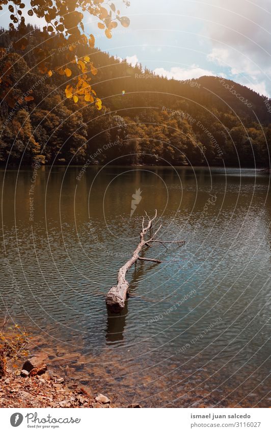 trees with autumn colors in the lake in autumn season Lake Water Tree Trunk Brown Red Leaf Branch Forest Mountain Nature Landscape Exterior shot