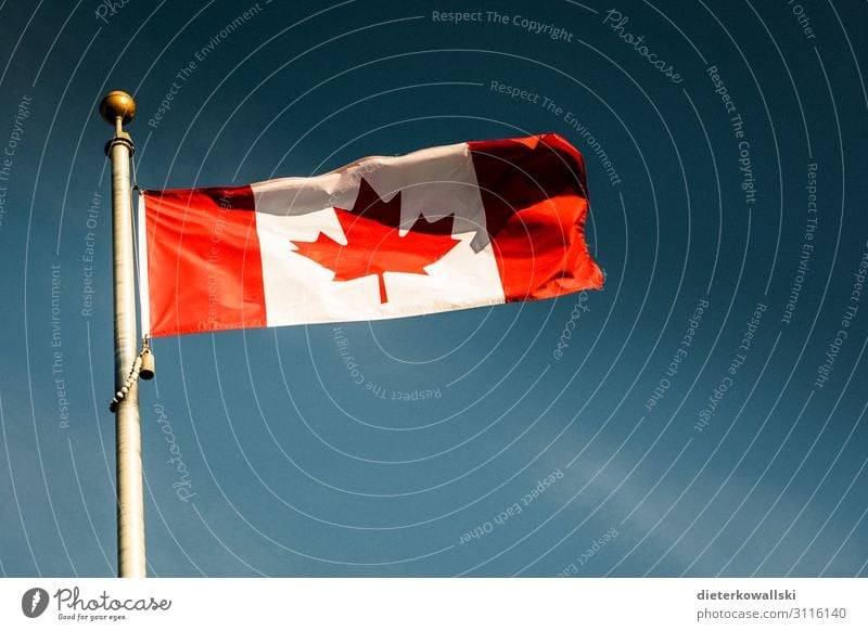 banner Flag Pride Canada Flagpole Maple tree Patriotism Identity Identify Colour photo Exterior shot Deserted Day