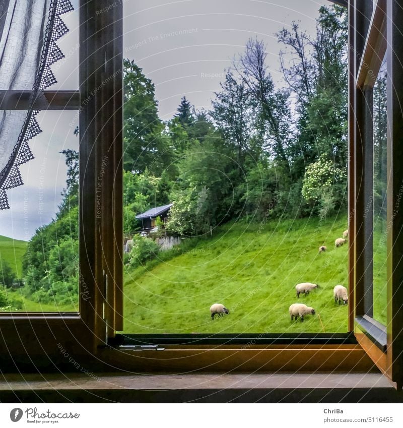 View in the Allgäu Happy Freedom Summer Summer vacation Mountain Hiking Living or residing Window board Animal Farm animal Flock Herd Relaxation