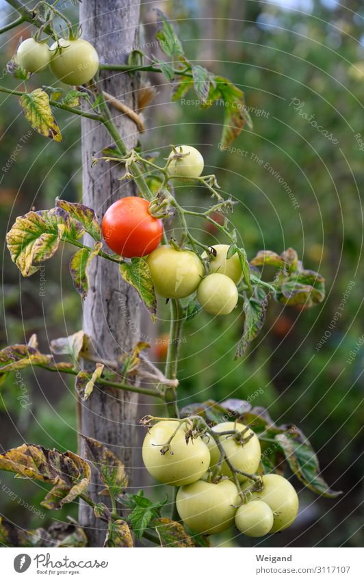 tomatoes Food Vegetable Nutrition Organic produce Vegetarian diet Diet Slow food Foliage plant Agricultural crop Garden Sustainability Tomato Gardening Harvest