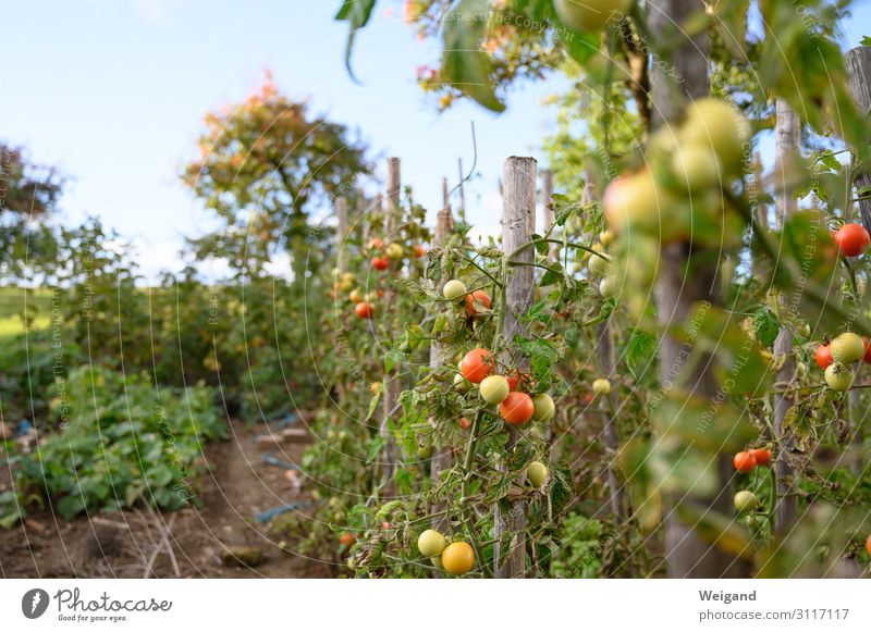 tomato garden Food Vegetable Lettuce Salad Nutrition Environment Nature Agricultural crop Garden Success Red Tomato Summer Mature Harvest Autumn Breed Delicious