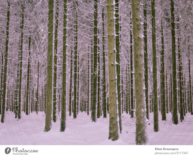 winter forest Environment Nature Landscape Elements Earth Winter Snow Tree Forest Relaxation Freeze Cold Natural Eifel Colour photo Subdued colour Exterior shot