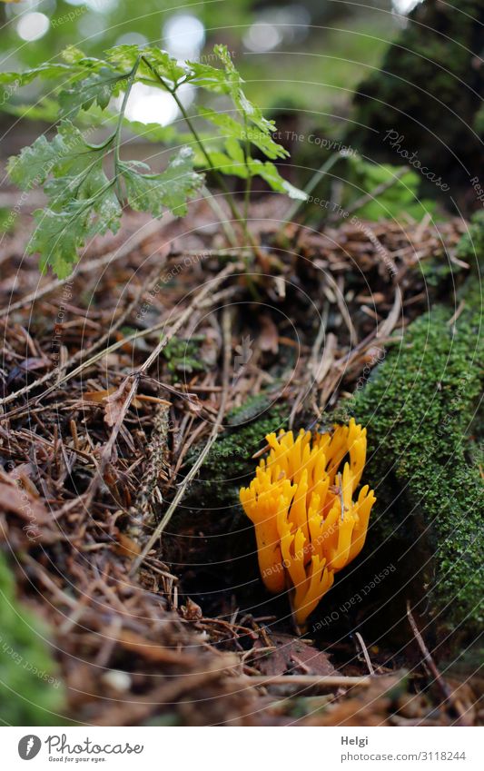 a yellow goatee, a type of mushroom, grows in autumn on the forest floor Environment Nature Plant Autumn Beautiful weather Moss Fern Wild plant Forest