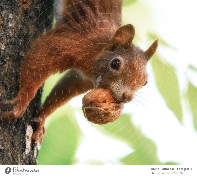 Squirrel with nut in mouth Nature Animal Sunlight Beautiful weather Tree Leaf Tree trunk Forest Wild animal Animal face Pelt Claw Paw Head Muzzle Eyes Nose Ear