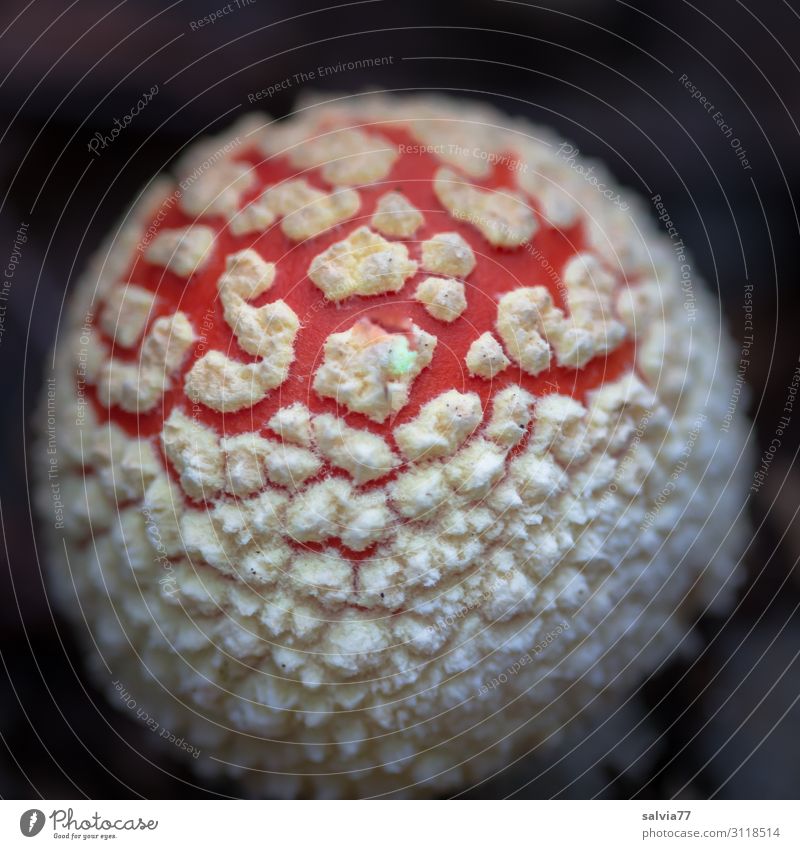 young fly agaric Environment Nature Plant Autumn Mushroom Amanita mushroom Mushroom cap Forest Growth Positive Beautiful Red Black White Change Point Patch