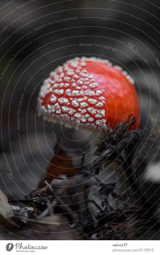 half/half fly agaric Environment Nature Plant Autumn Mushroom Amanita mushroom Forest Growth Uniqueness Change Contrast Enchanted forest Colour photo