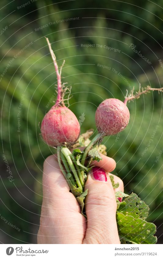 Radish found Find Harvest Garden Field Gardening Country life self-catering Woman Hand Nature Vegetable Healthy Eating Dish Red Fingernail Green Exterior shot