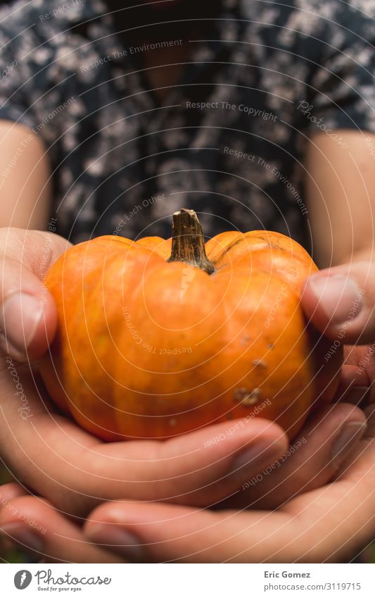 Man holding mini pumpkin close-up Human being Masculine Young man Youth (Young adults) Fingers 1 18 - 30 years Adults Nature Plant Agricultural crop Fashion