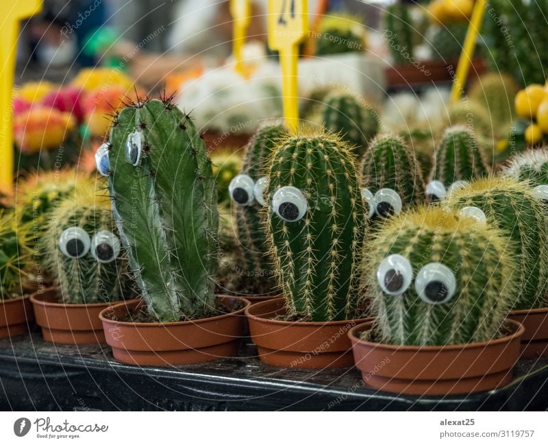 Funny cactus with eyes in a market Shopping Design Beautiful Garden Decoration Nature Landscape Plant Cactus Growth Bright Natural Yellow Green Colour