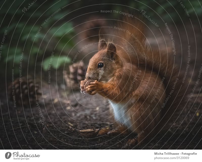Squirrel eats nut Nature Animal Sunlight Leaf Forest Wild animal Animal face Pelt Claw Paw Head Eyes Ear Tails 1 To feed Sit Near Cute Brown Green Orange Black
