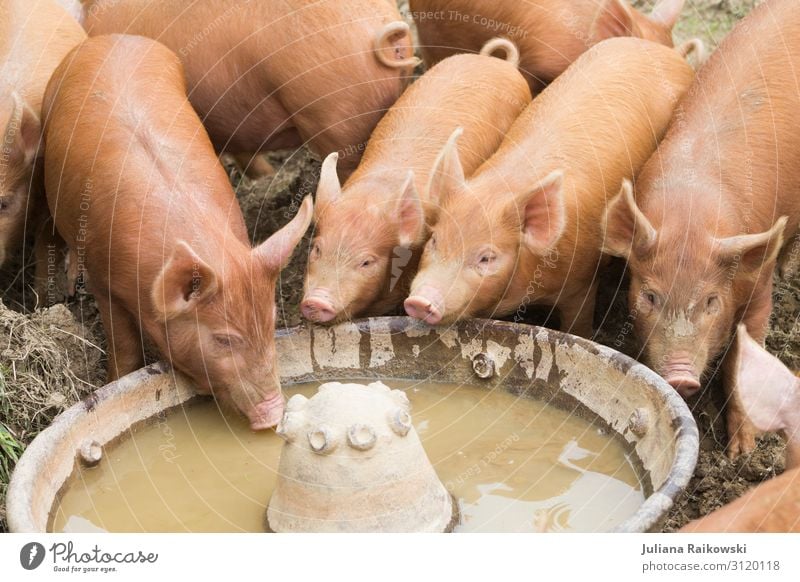 pig Nature Animal Farm animal Swine Group of animals Trough Barn To feed Feeding Drinking Dirty Sustainability Environment Sweet Meat Keeping of animals