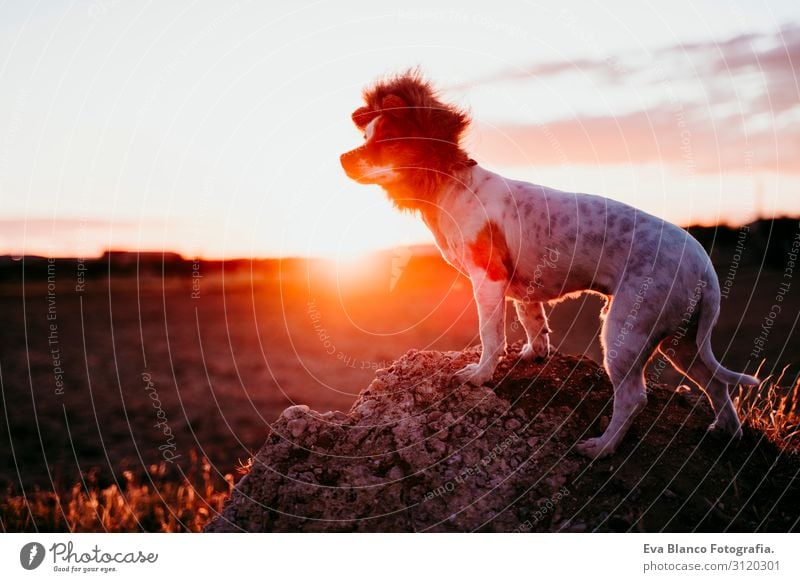 cute small jack russell terrier dog on a rock at sunset. Wearing a funny lion king costume on head. Pets outdoors and humor Animal toned Authentic Purebred Ear