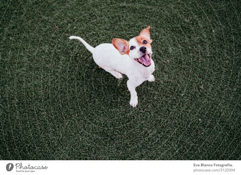cute small jack russell terrier dog sitting outdoors ready to play. Happy dog at sunset. Pets outdoors Playing Friendship Joy Animal White Playful Exterior shot