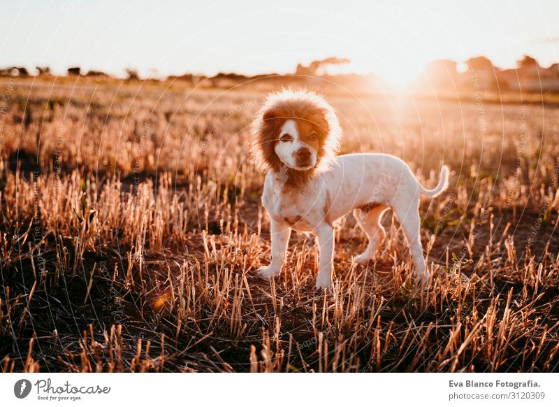 cute small jack russell terrier dog in a yellow field at sunset. Wearing a funny lion king costume on head. Pets outdoors and humor Animal toned Authentic
